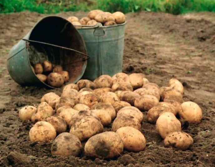 6 кг картофеля с одного куста — реальность: метод посадки для маленьких участков