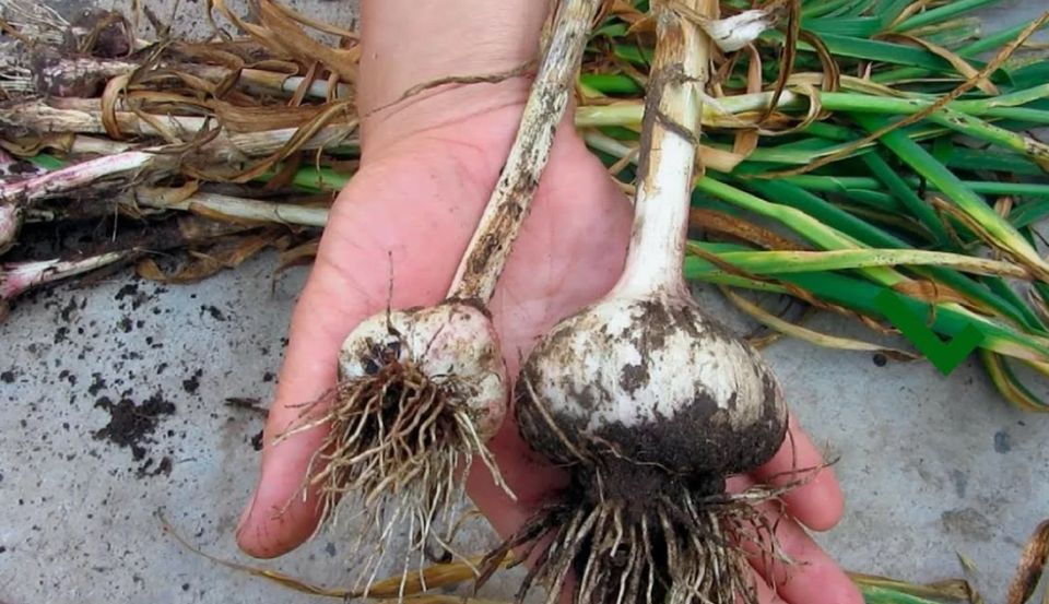       :    gardeners