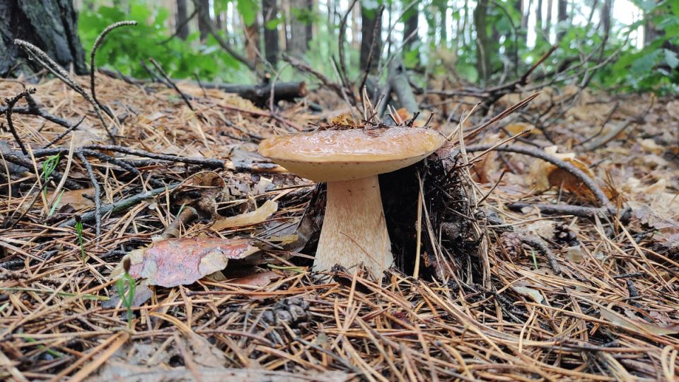 Сентябрь 2025: грибной рай для любителей тихой охоты