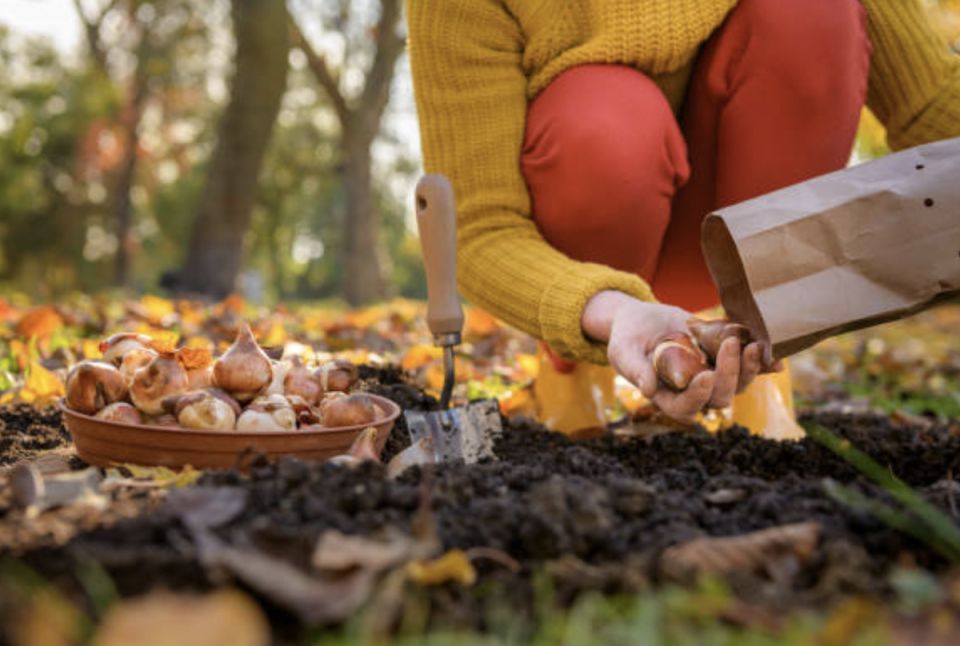 Когда сажать тюльпаны: секреты, которые обеспечат весенний цветник