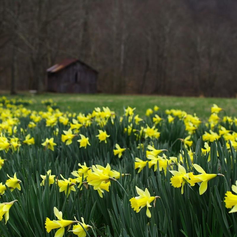 Как пробудить нарциссы: популярные проблемы и их решения