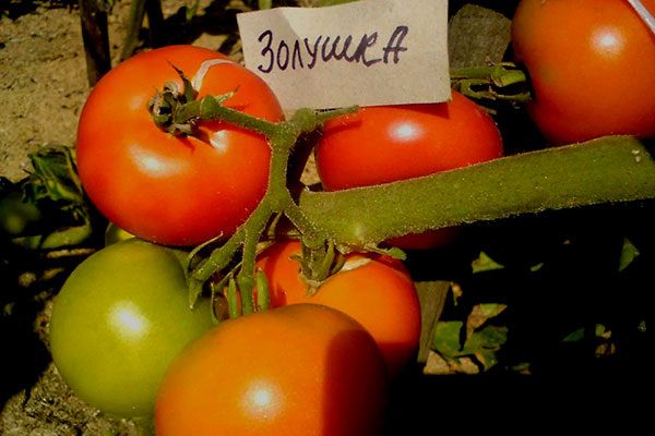 Томаты Золушка: маленькие, но мощные — лучший помощник для огородников