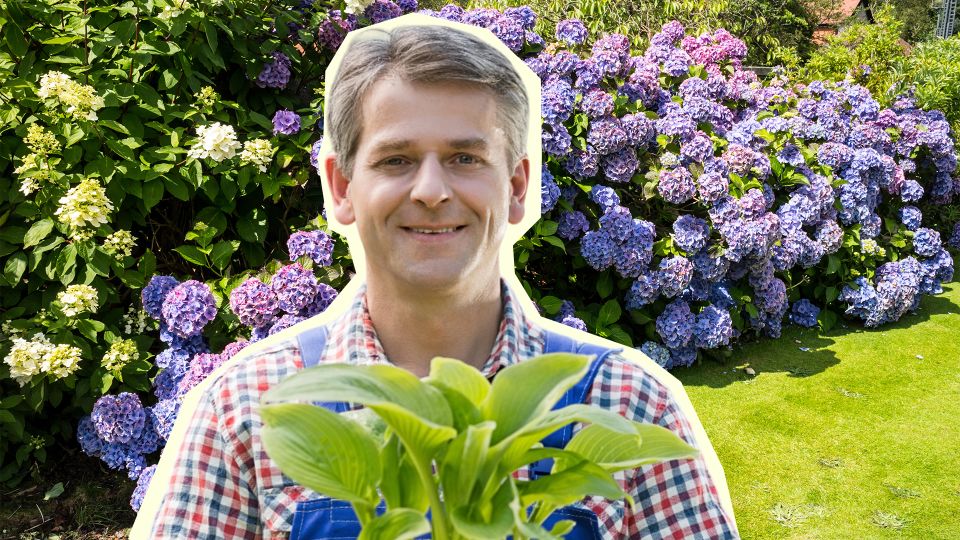 Таких шикарных соцветий у гортензии вы еще не видели: секрет в этой подкормке