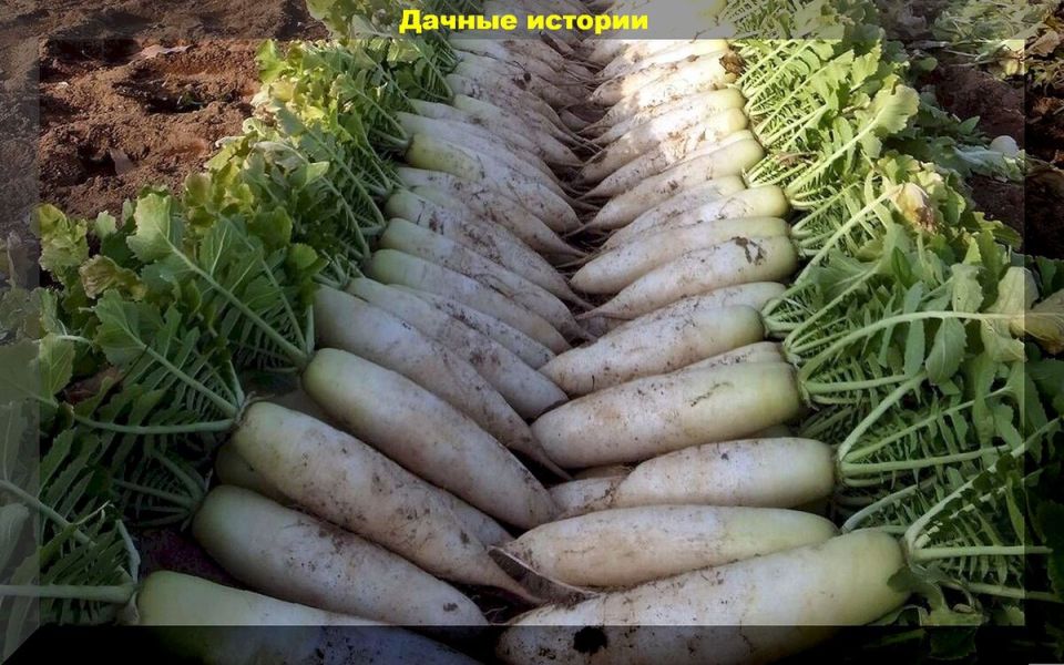 Сады и огороды: ответы на актуальные вопросы дачников 2025 года