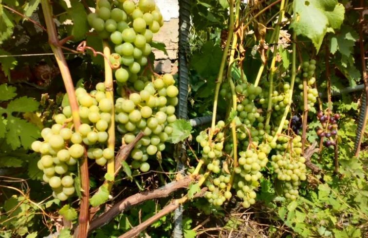 Как выбрать идеальные саженцы: секреты правильного выбора для вашего региона