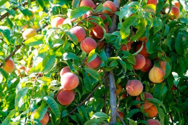 Персик Фрост: секреты успешного выращивания и преимущества сорта