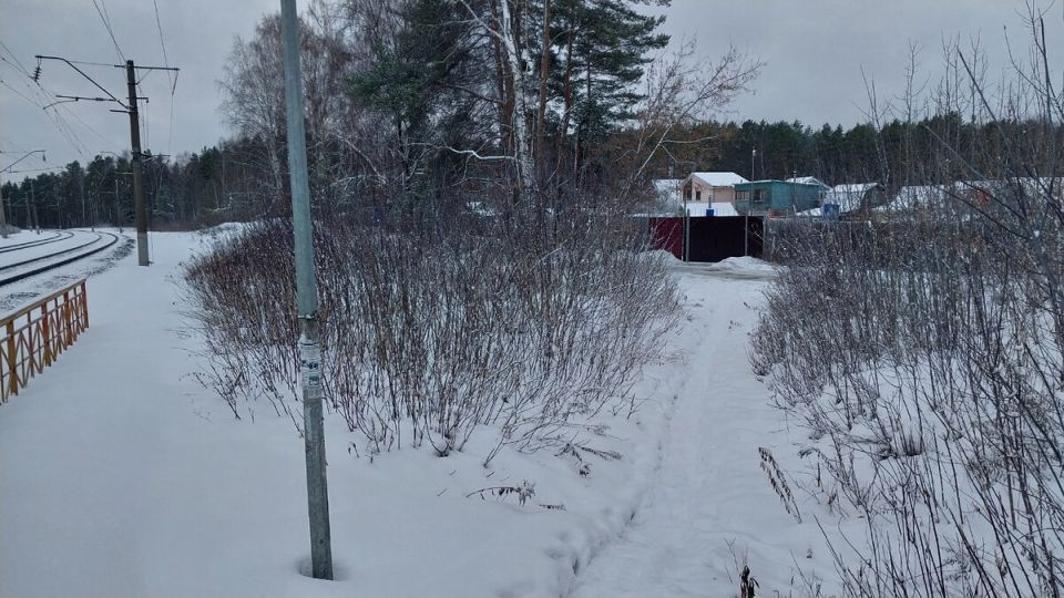 Зимние прелести: Сказочный лес Рекшино после снегопадов