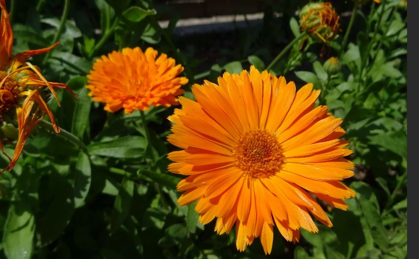 Календула: не только цветущий сорняк, но и настоящая находка для здоровья