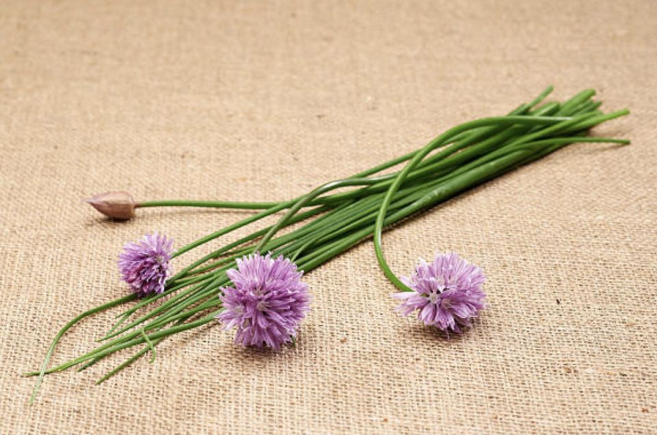 Август — идеальное время для посадки любимых многолетних луков