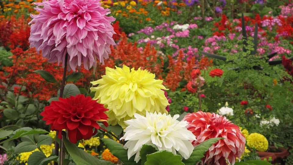 Георгины: секреты успешного выращивания для уюта вашего сада