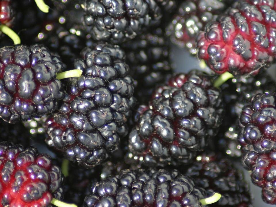 Что сажать в сад: 5 деревьев, от которых лучше держаться подальше