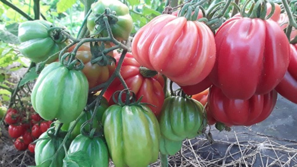 Топ-10 ранних сортов томатов, которые снова удивят урожаем в 2026 году