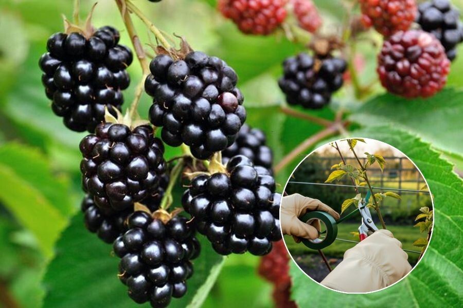 ���� �� ��������: �������� ������� ��� ������ �����������