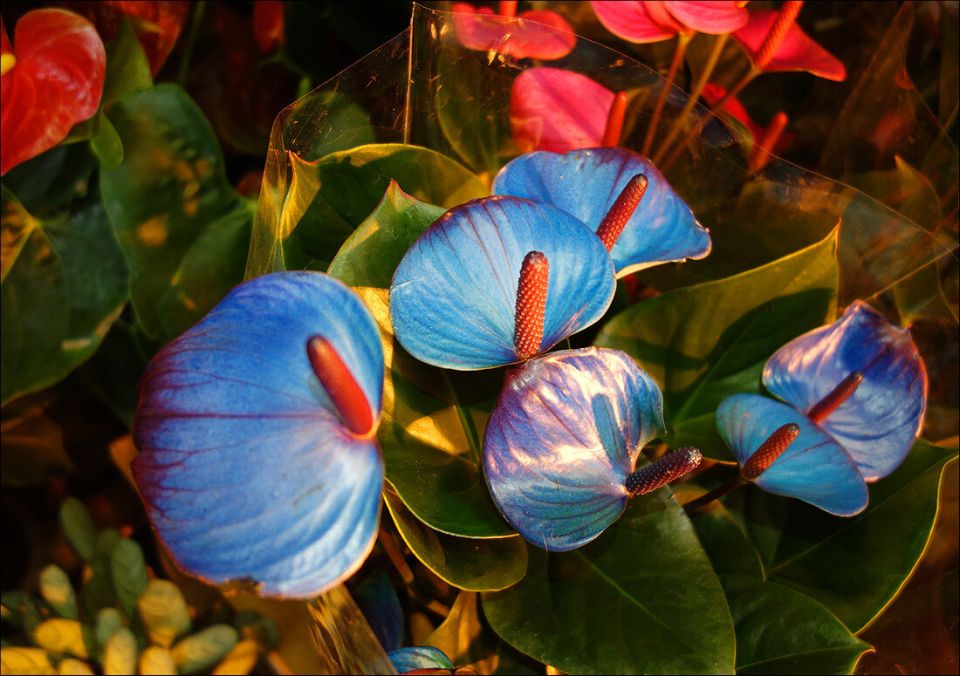 ����� ��������: ��� ��� ����������?