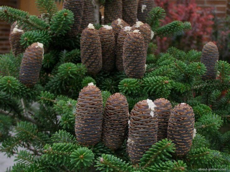 Пихта корейская: необычная красота хвои и уникальные сорта для вашего сада