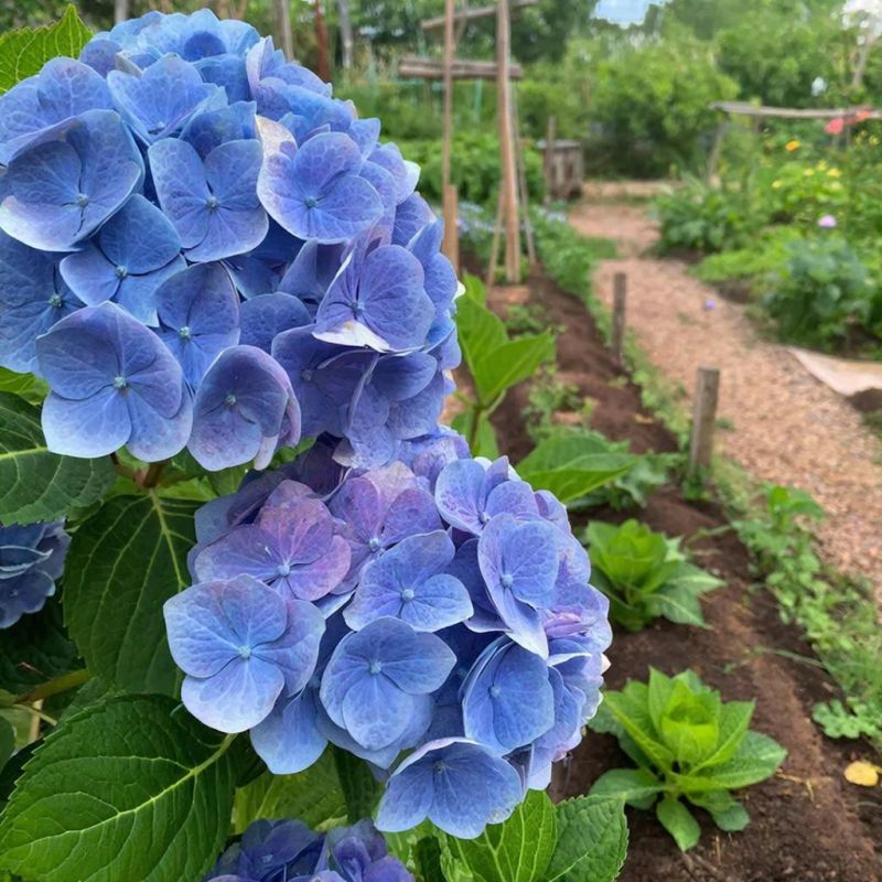 Осенняя подготовка гортензий: радуйтесь яркому цветению в следующем сезоне