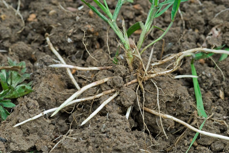 ��� �������� ����� �� ����� �������: ������� � ����������� ������