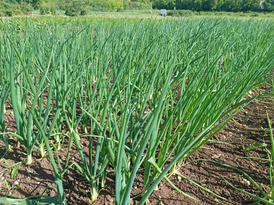 ������� �������� ���� � �������: ��� �������� ������ �� �������� � ����������