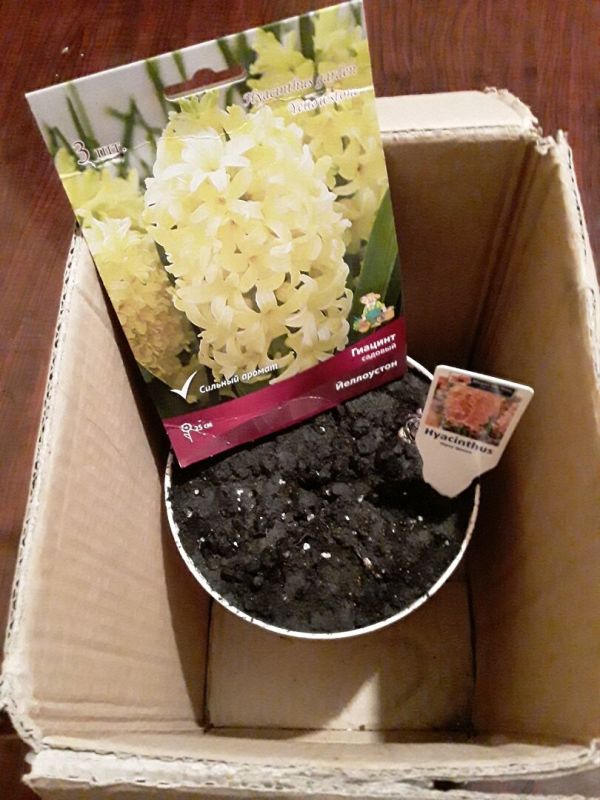 Гиацинты на подоконнике: как успешно повторить опыт выгонки цветов