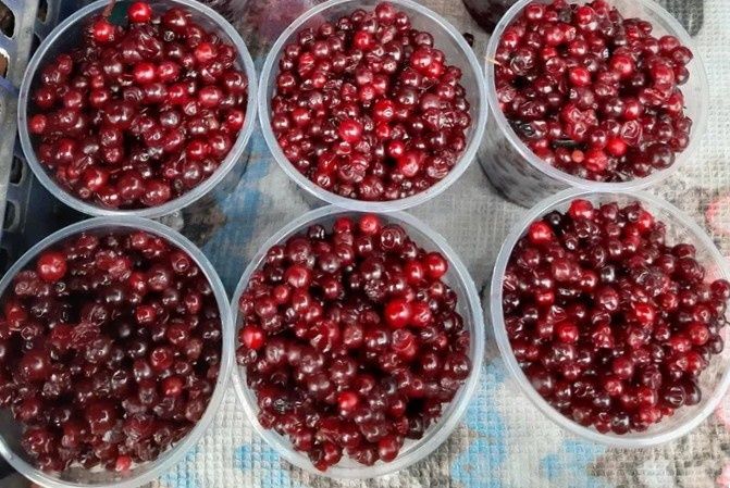 Как брусника помогает при заболеваниях почек: удивительные свойства ягод