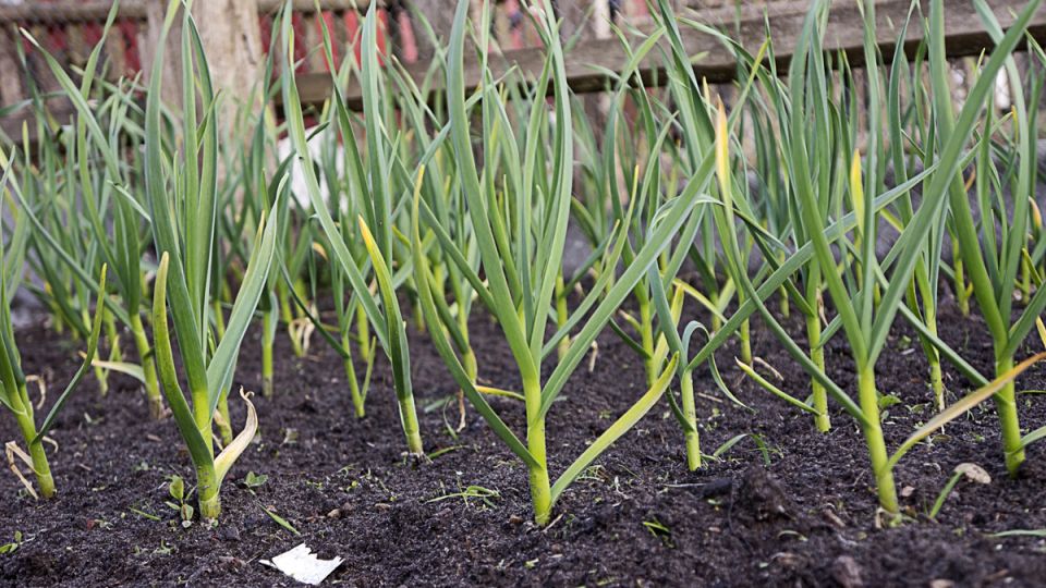 ������ � ����: ��� �������� ������ � ���������� ������� ������