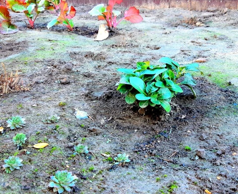 Как ошибки с крупнолистной гортензией могут стать уроком для садоводов