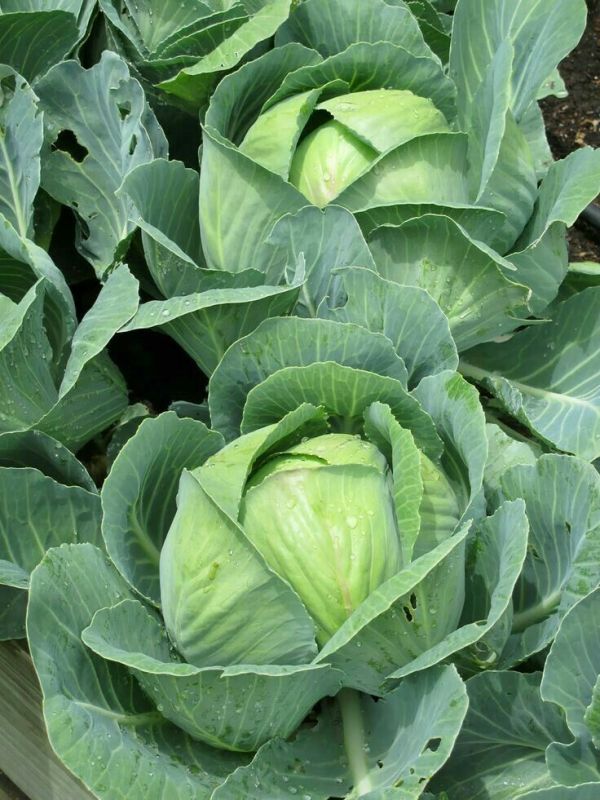 ��� ������� �������: ������ �� ������� ������ �������