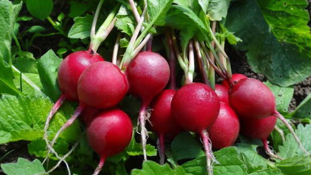 ��� ��������� ������ ������ ���� � ������ ����: ������� ��������� ����������