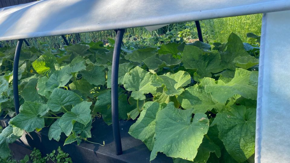 ����������� �����-������� ������ �� ����