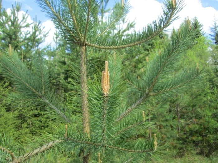 ��������������� ������ �������� ����