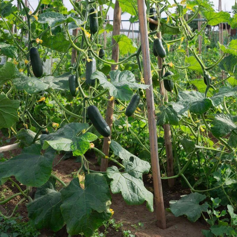 ������� ��������� ����������� �������: �� ������� �� ��������