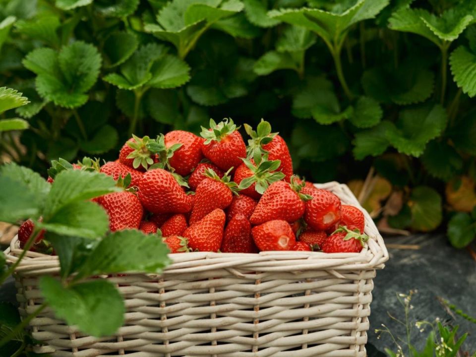 сладкая клубника по вашему вкусу: выбираем лучшие сорта для дачи