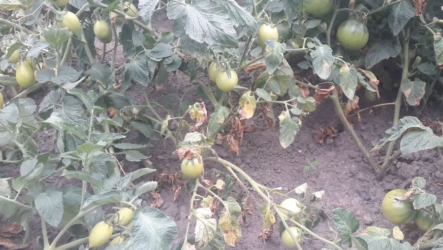 Эффективные секреты ухода за томатами: как простая аптечная находка спасла урожай