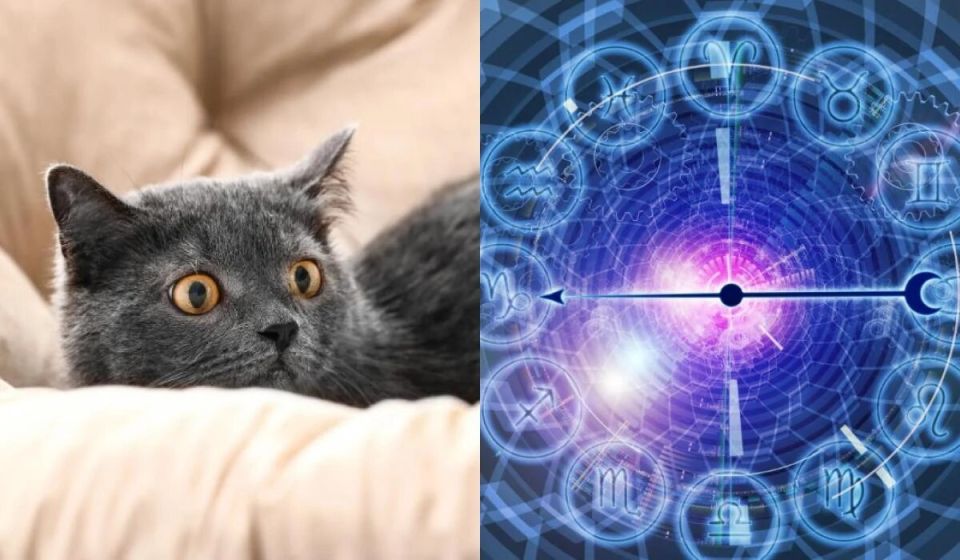 Как ваша кошка отражает ваш знак Зодиака