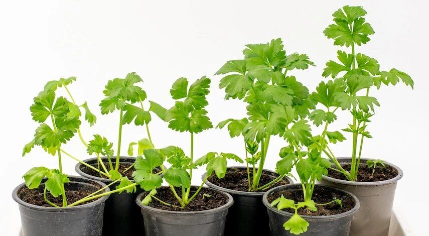 ����� ��������� � ����������� ��������� �� ������� � �������