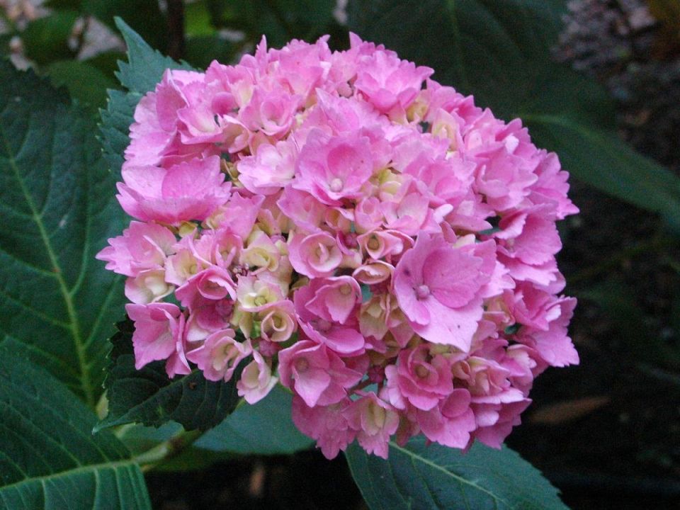 Гортензии и зимние морозы: как помочь растениям восстановиться