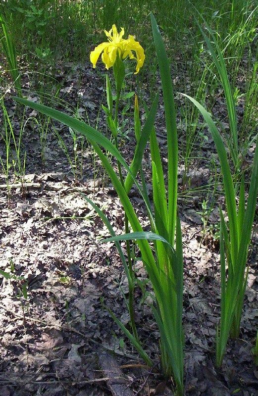 ������ ����� � ��� ���������� ���� ��� �����