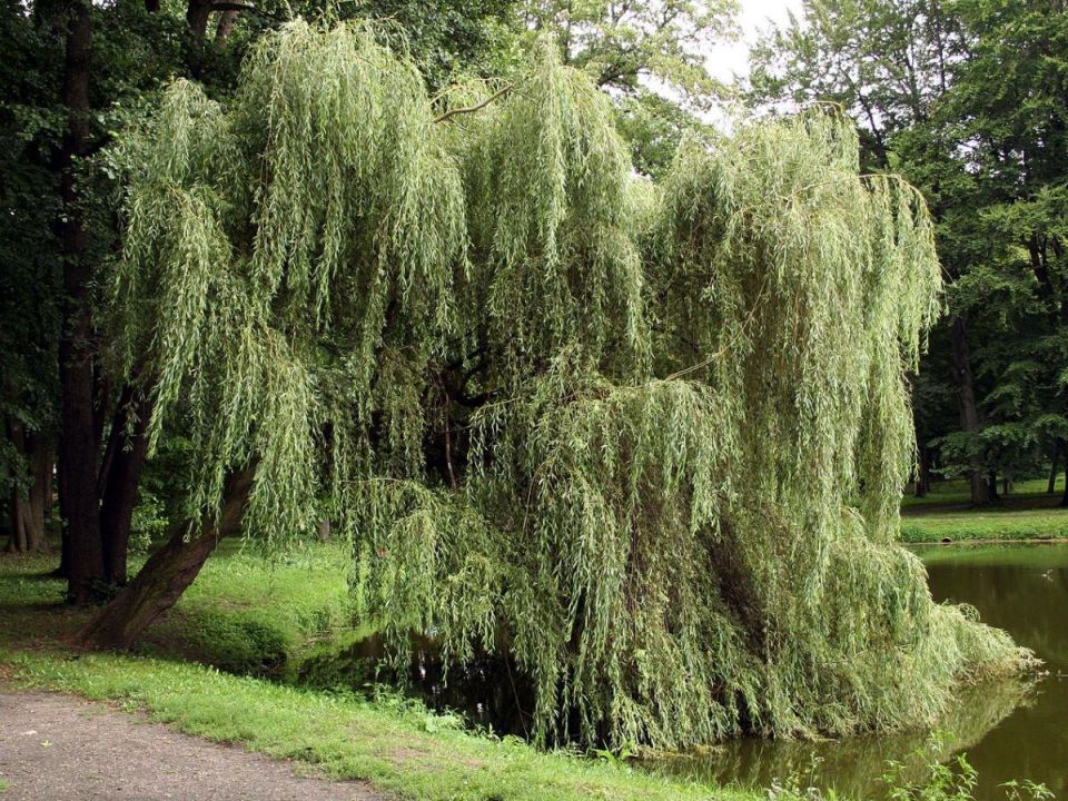 Укоренение черенков через ивовую воду: простое дерево, рабочий эффект