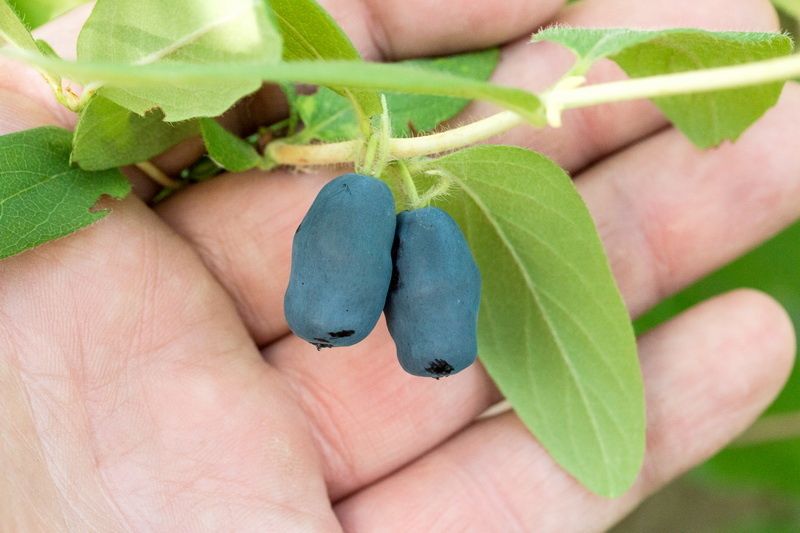 Как простая смесь золы и перегноя превратила жимолость в урожайную культуру