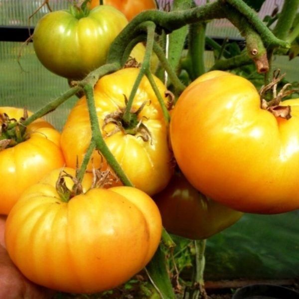 ����� ����� ������: ��������� ���������� ������������ � �����