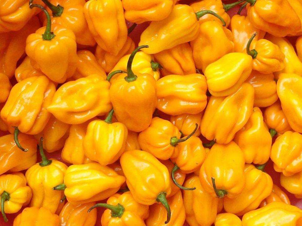 Как выбрать спокойную схему подкормки болгарского перца и получить крупные плоды