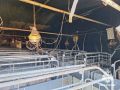 Ниф-ниф, Наф-наф Два поросенка погибли на ферме в Шарканском районе Удмуртии