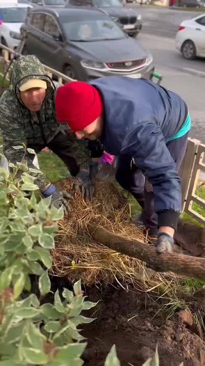 Ижевск «зеленеет».. 16 ясеней высадят на улице Ленина от К. Маркса до Красноармейской