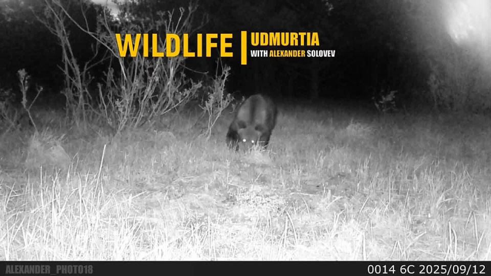 Кому-то скоро баиньки.. Хозяин удмуртского леса - бурый медведь. Он обходит свои владения перед долгой зимней спячкой. Сейчас зверь активно готовится к ней, готовит берлогу, накапливает жир, в ноябре, когда установится...