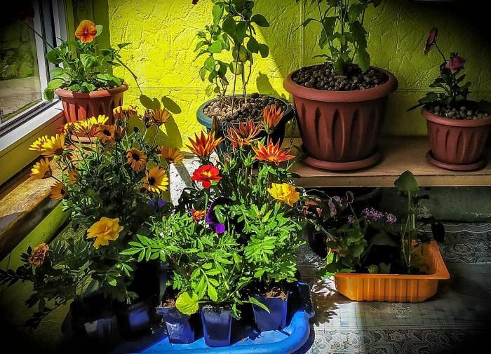 Пять тенелюбивых растений, которые оживят ваш дом без яркого света