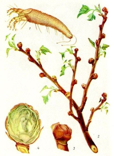 Как защитить черную смородину от почкового клеща: советы и рекомендации