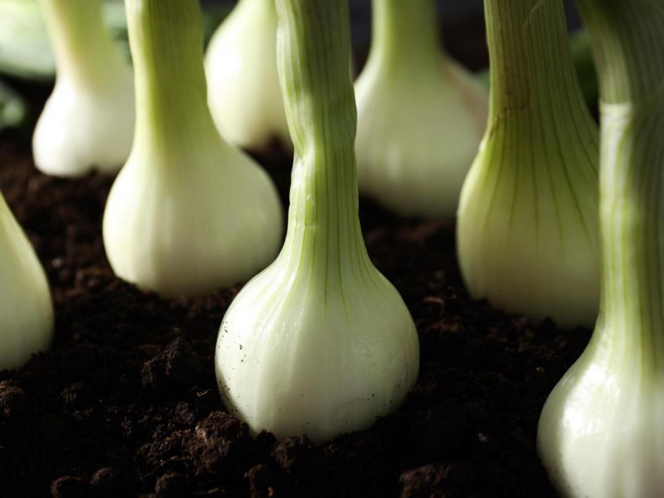 Как получить золотой урожай лука: секреты больших и сочных луковиц
