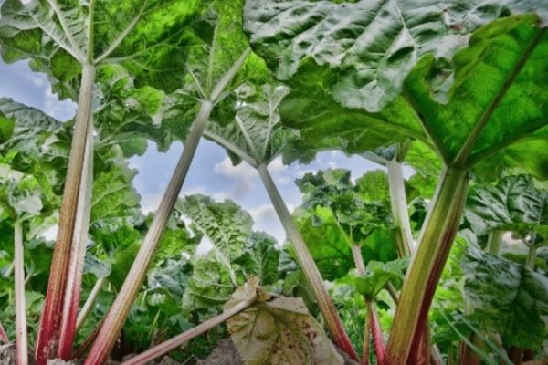 Ревень Московский: Источник уникального вкуса и тонкого аромата