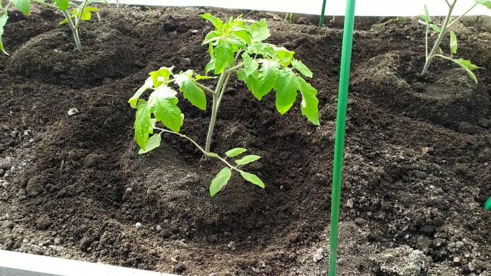 Секреты бабушкиного огорода: как вырастить идеальные томаты до самой осени