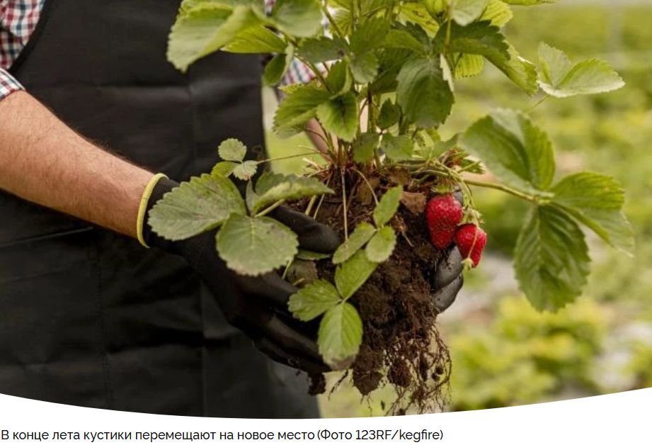 Пересадка клубники в августе: советы и рекомендации